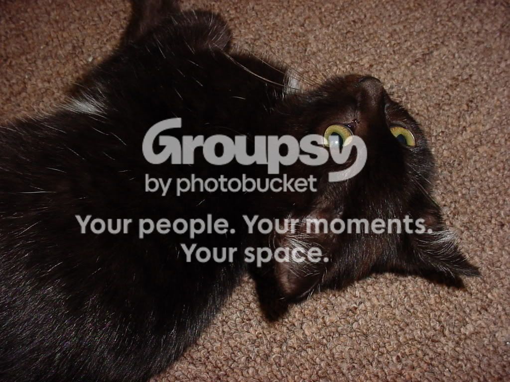 http://i226.photobucket.com/albums/dd27/hoplite666/DSC00141.jpg