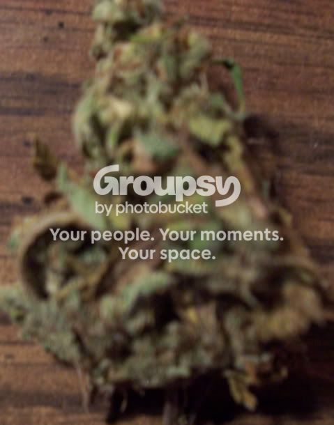 http://i490.photobucket.com/albums/rr268/fivefivesix556/100_0937-1.jpg