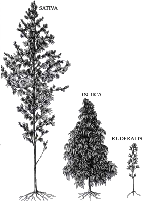 http://upload.wikimedia.org/wikipedia/commons/b/b3/Cannab2_new.png