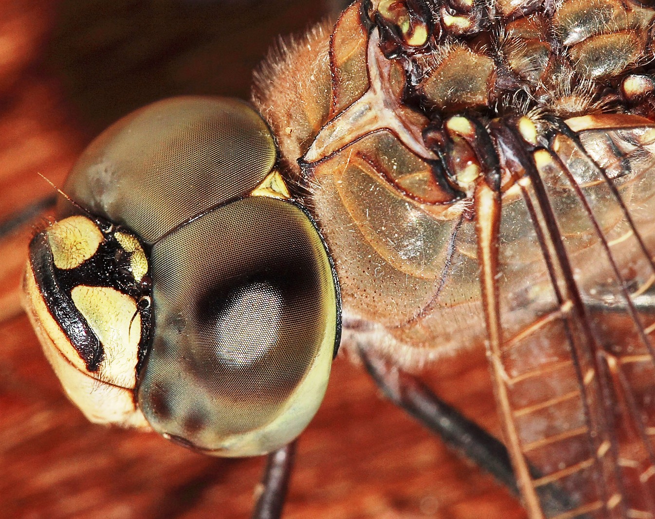 http://upload.wikimedia.org/wikipedia/commons/9/96/Dragonfly_compound_eyes02.jpg